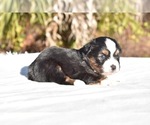 Small #3 Miniature American Shepherd