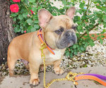 Small Photo #1 French Bulldog Puppy For Sale in GRANDVIEW, MO, USA