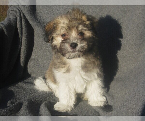 Medium Photo #1 Havanese Puppy For Sale in WILSON, NY, USA