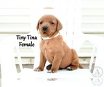 Small Photo #57 Labrador Retriever Puppy For Sale in DAYTON, VA, USA