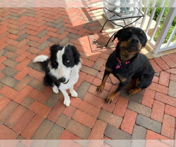 Medium Photo #6 Rottweiler Puppy For Sale in White Hall, AR, USA