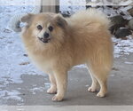 Small #7 Pomeranian