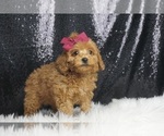 Puppy Kayson AKC Poodle (Toy)