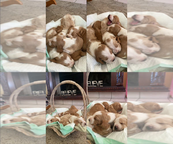 Medium Photo #24 Basset Hound Puppy For Sale in ORLAND, CA, USA