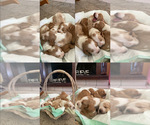 Small Photo #24 Basset Hound Puppy For Sale in ORLAND, CA, USA