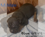 Puppy Puppy 3 American Bully