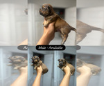Small #2 Shorkie Tzu