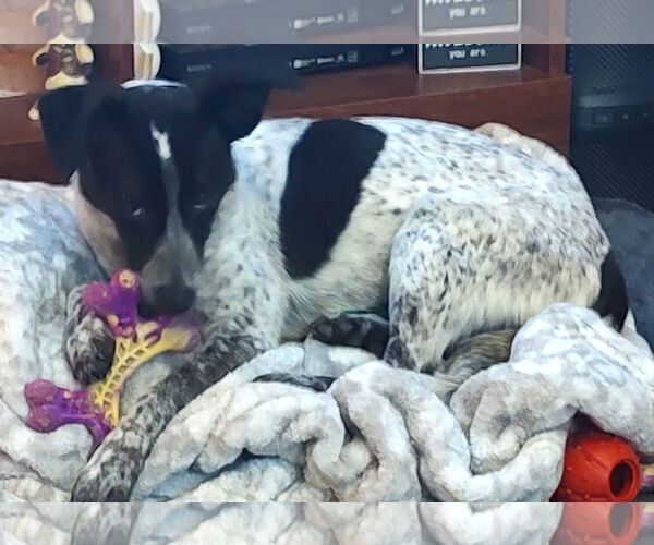 Medium Photo #6 Mutt Puppy For Sale in Westmont, IL, USA