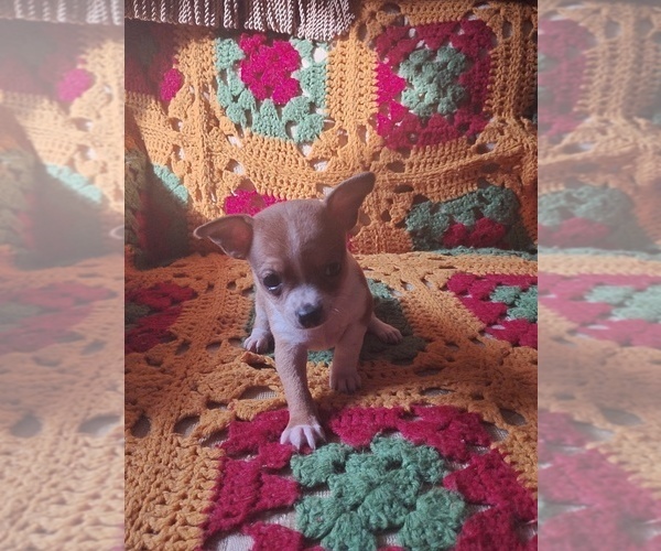 Medium Photo #2 Chihuahua Puppy For Sale in POWHATAN, VA, USA