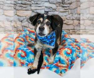 Werthers - Male Colonial Cocker Spaniel-Unknown Mix Dog for Adoption - Photo #2