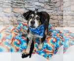Small #1 Colonial Cocker Spaniel Mix