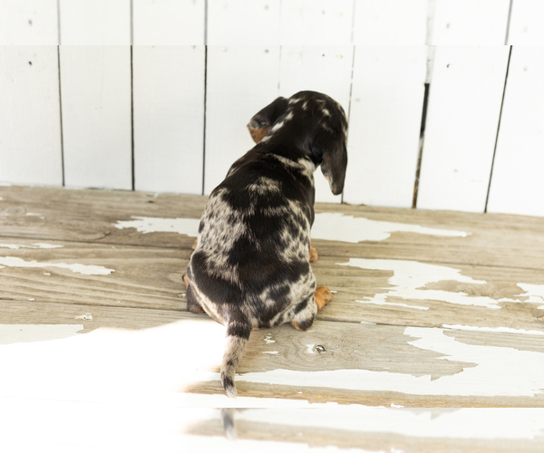 Medium Photo #5 Dachshund Puppy For Sale in BREMEN, IN, USA