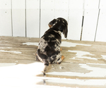 Small #4 Dachshund