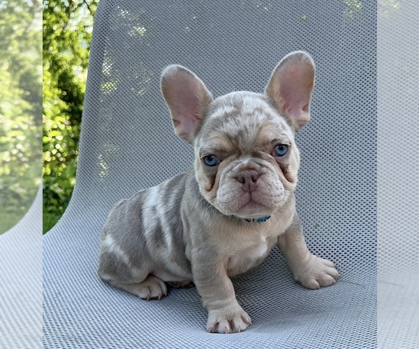 Medium Photo #1 French Bulldog Puppy For Sale in CLACKAMAS, OR, USA