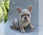 Image preview for Ad Listing. Nickname: Toby