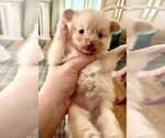 Small Photo #2 Pomeranian Puppy For Sale in WILMINGTON, NC, USA