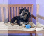 Small #2 Poodle (Miniature) Mix