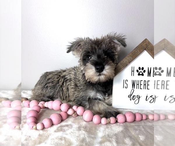 Medium Photo #5 Schnauzer (Miniature) Puppy For Sale in INDIANAPOLIS, IN, USA
