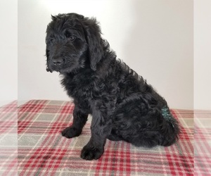 Goldendoodle Puppy for sale in MORGANTON, NC, USA