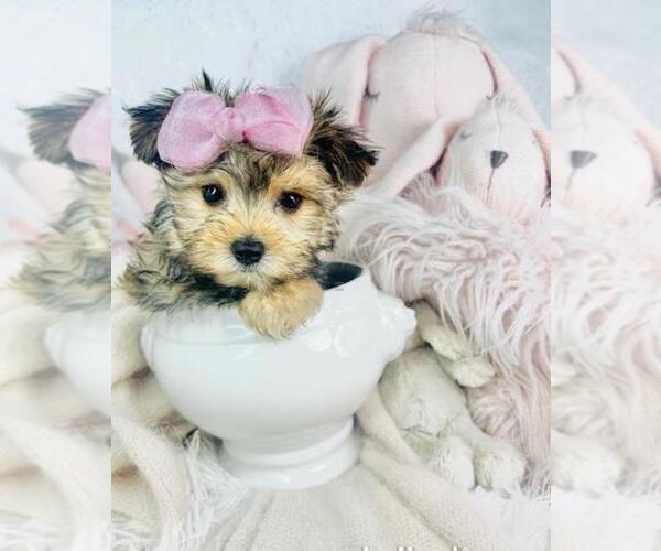 Medium Photo #24 Yorkshire Terrier Puppy For Sale in BEVERLY HILLS, CA, USA
