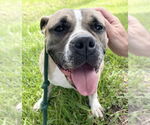 Small #5 Bulldog Mix