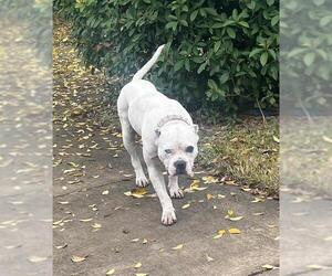 American Staffordshire Terrier Dogs for adoption in San Antonio, TX, USA