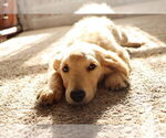 Small #23 English Cream Golden Retriever