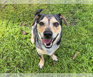 Basset Hound-Unknown Mix Dogs for adoption in Ojai, CA, USA