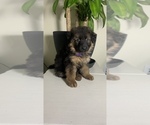 Small Photo #6 German Shepherd Dog Puppy For Sale in GRANDVIEW, MO, USA