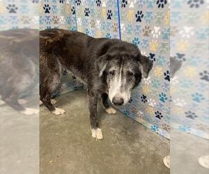 Labrenees Dogs for adoption in Rosenberg, TX, USA