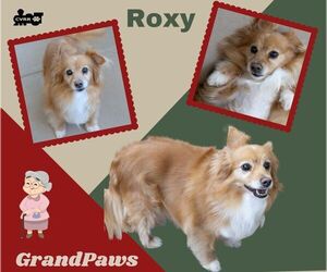 Papillon-Unknown Mix Dogs for adoption in Lindsay, CA, USA