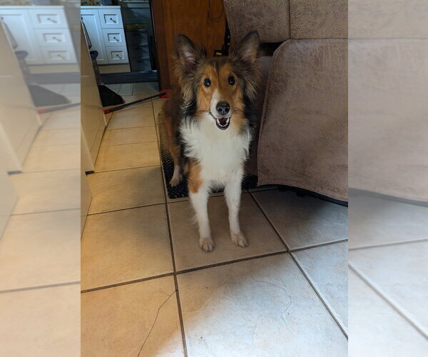 Medium Photo #3 Mutt Puppy For Sale in Vail, AZ, USA