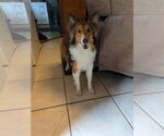 Small #2 Mutt
