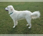 Small #35 Great Pyrenees