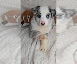 Small #1 Miniature Australian Shepherd