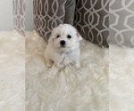 Puppy Puppy 2 Bichon Frise