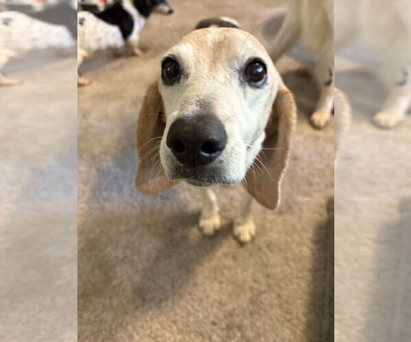 Medium Photo #3 Beagle-Unknown Mix Puppy For Sale in Mount Pleasant, SC, USA