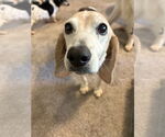 Small #2 Beagle Mix