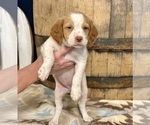 Image preview for Ad Listing. Nickname: Bella