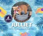 Small #5 Labrador Retriever-Red Heeler Mix