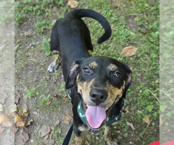 Medium Photo #2 Labrador Retriever-Unknown Mix Puppy For Sale in Spring Lake, NC, USA