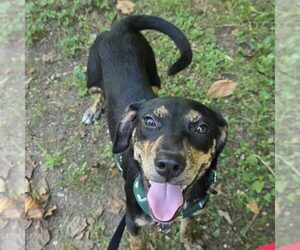 Forest - Male Labrador Retriever-Unknown Mix Dog for Adoption - Photo #2