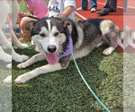 Small #3 Huskies  Mix