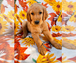 Golden Retriever Puppy for sale in VISALIA, CA, USA