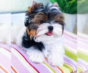 Yorkshire Terrier Puppy for sale in NEW YORK, NY, USA