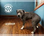 Small American Pit Bull Terrier