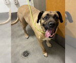 Small Mastiff