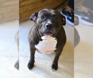 Lola - Female Mutt Dog for Adoption - Photo #3