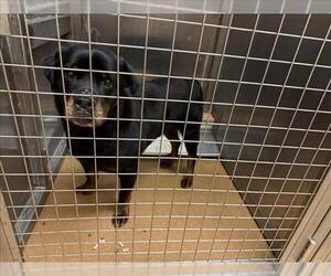 Rottweiler Dogs for adoption in Martinez, CA, USA