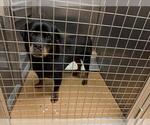 Small Rottweiler